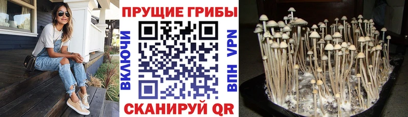 OMG tor  Можга  Галлюциногенные грибы Psilocybine cubensis  купить  